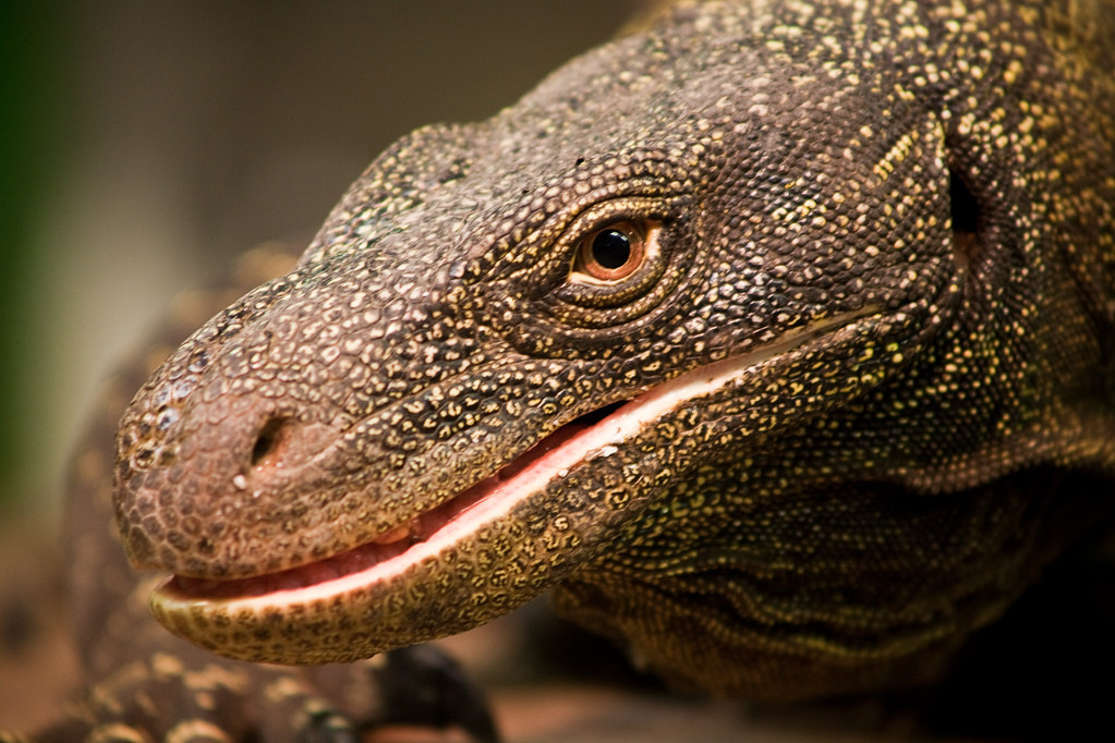 Взгляд существа, которое помнит времена динозавров.