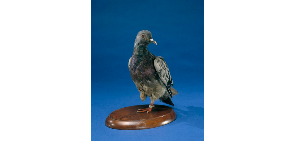 Чучело Шер Ами выставлено в Национальном музее американской истории