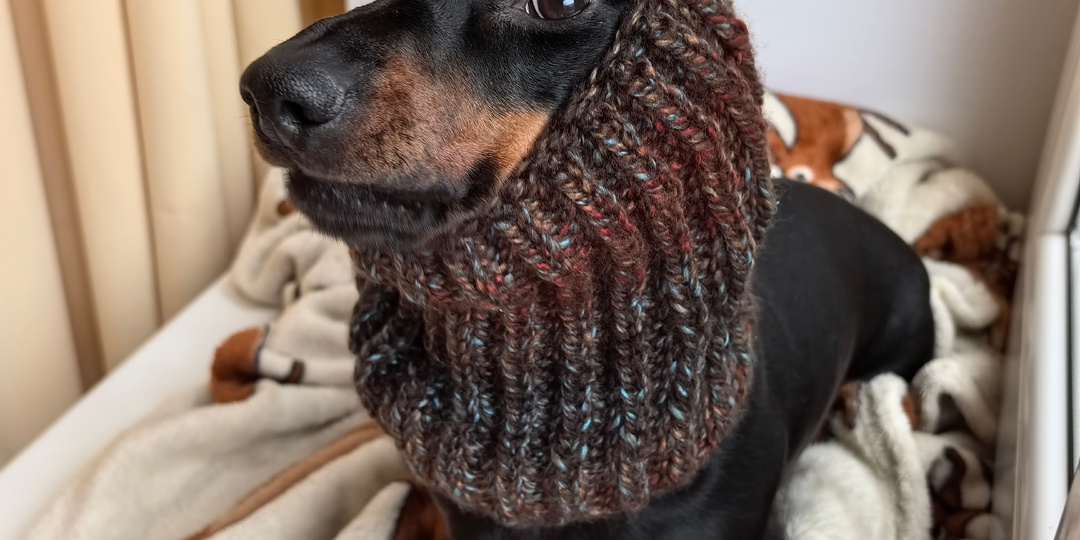 Симба возмущается - не успел как следует снарядиться на зимнюю прогулку, как опять всё растаяло! Ну и где эта ваша зима?