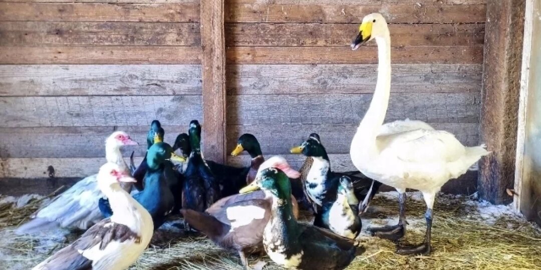 Под Саратовом добровольцы спасли лебедя на льду замерзающего пруда