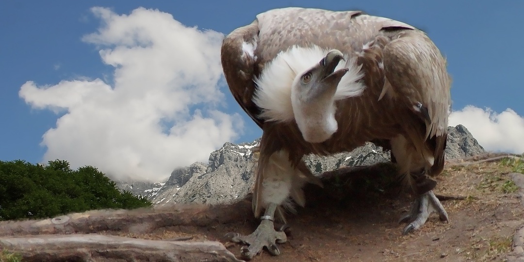35+ интересных фактов о грифах: почему они круче, чем львы и тигры