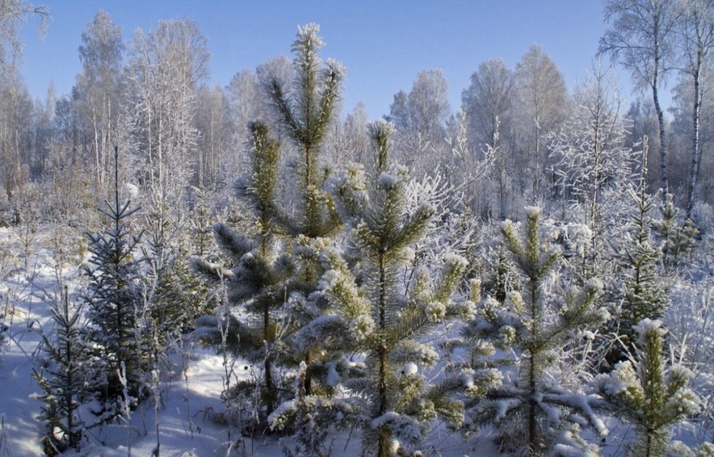    Новогодние ёлки из Ульяновской области отправились в ЛНР и ДНР