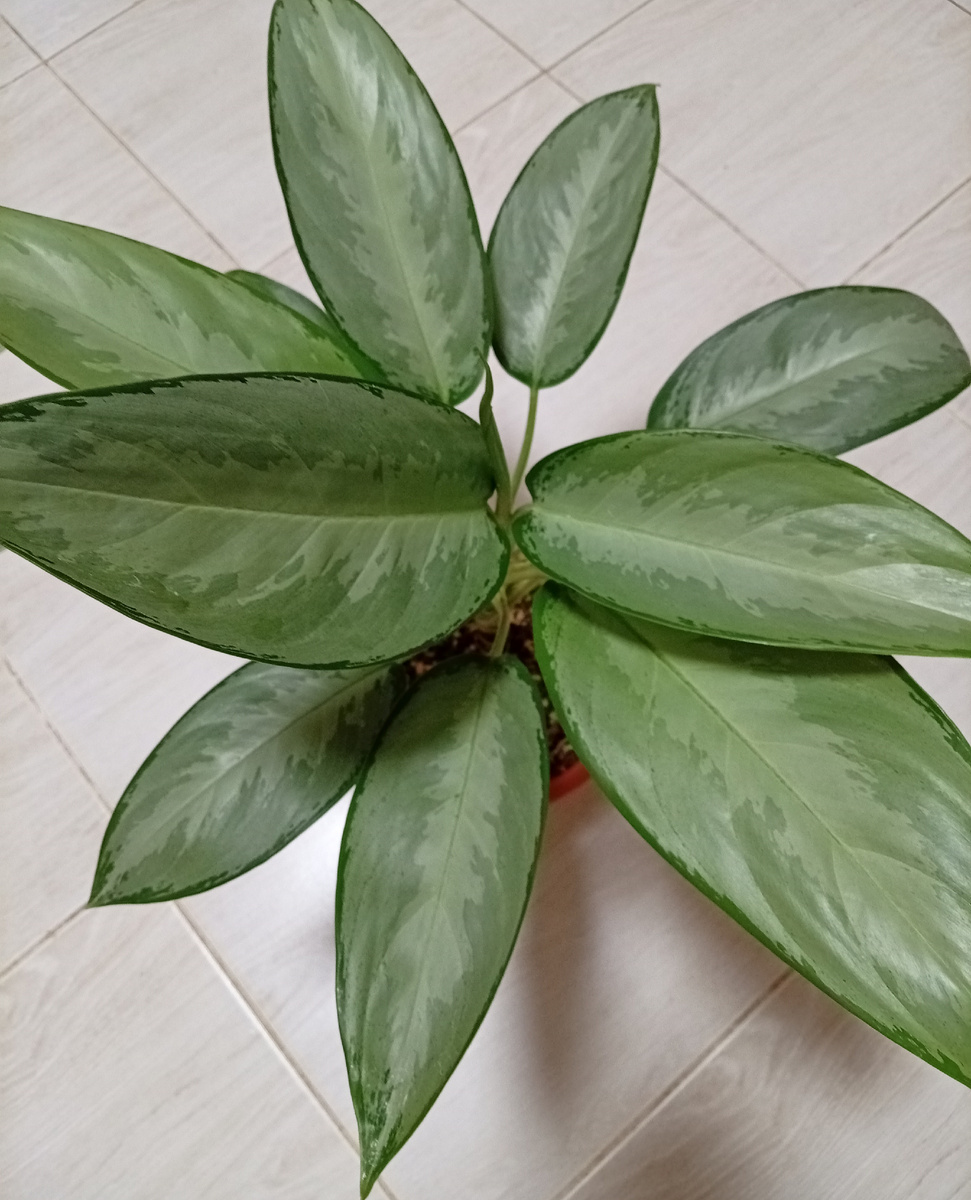 Аглаонема Сильверадо.