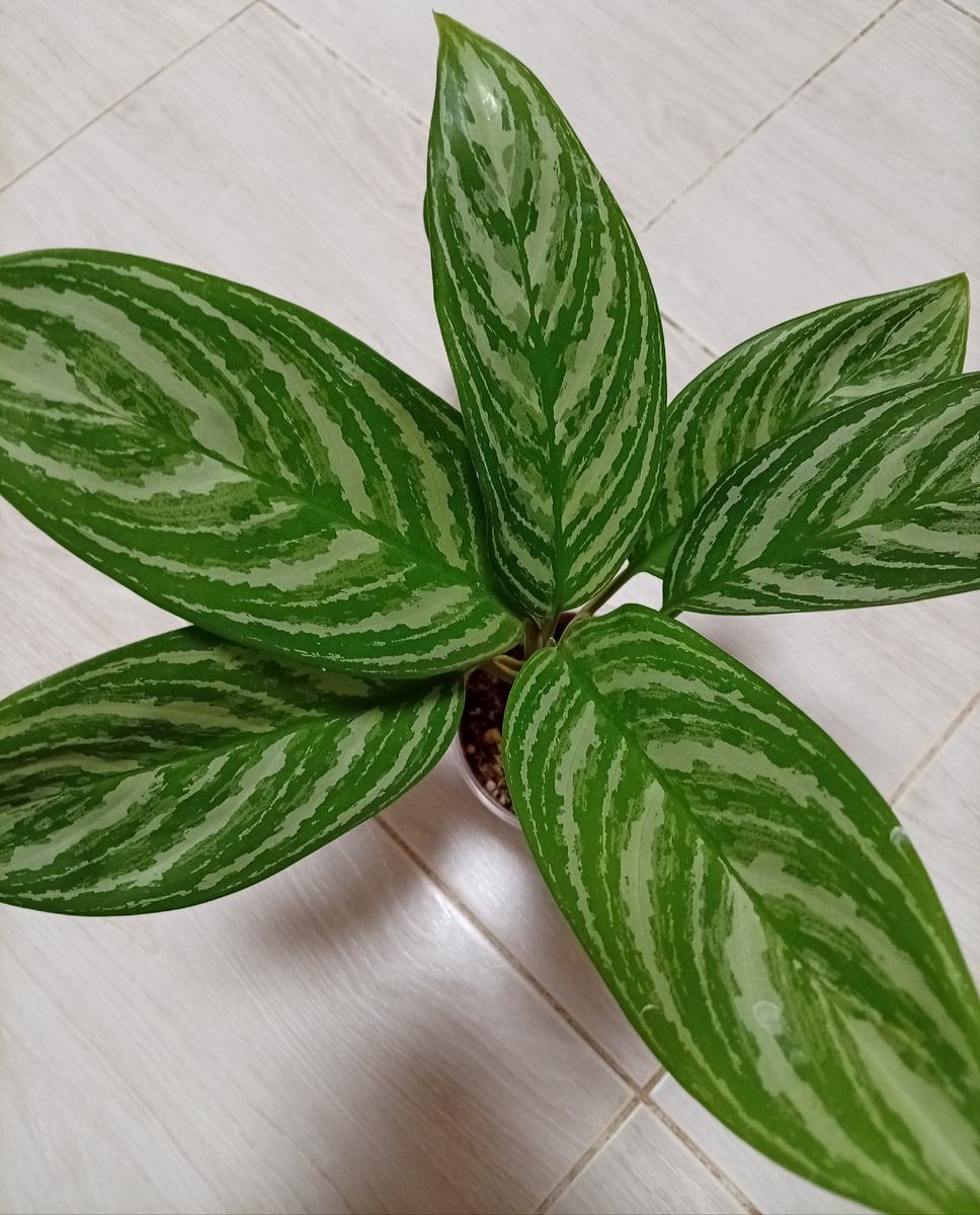 Аглаонема Страйпс.