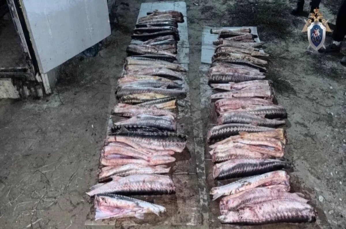    В Астраханской области возбудили дело о незаконной добыче осетров