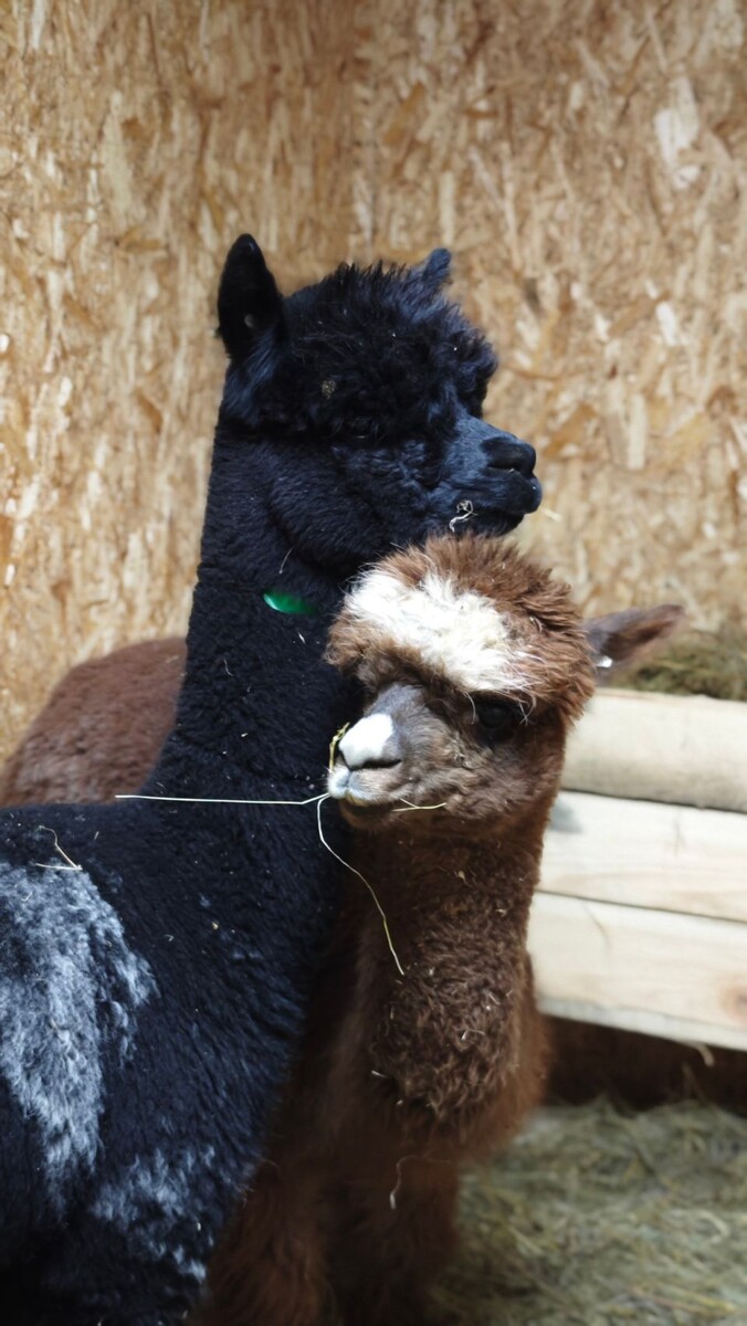    Чилийские альпаки. Источник: "Лесная сказка"