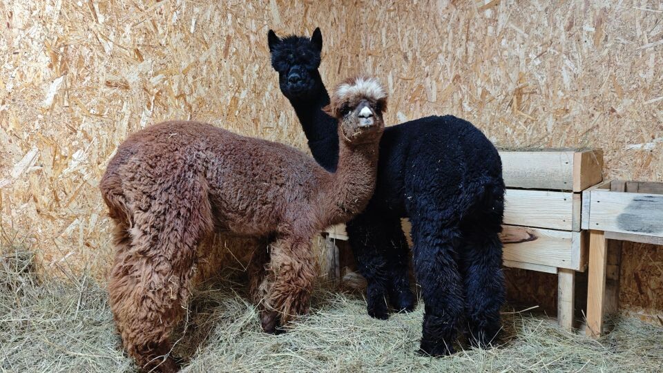    Чилийские альпаки. Источник: "Лесная сказка"