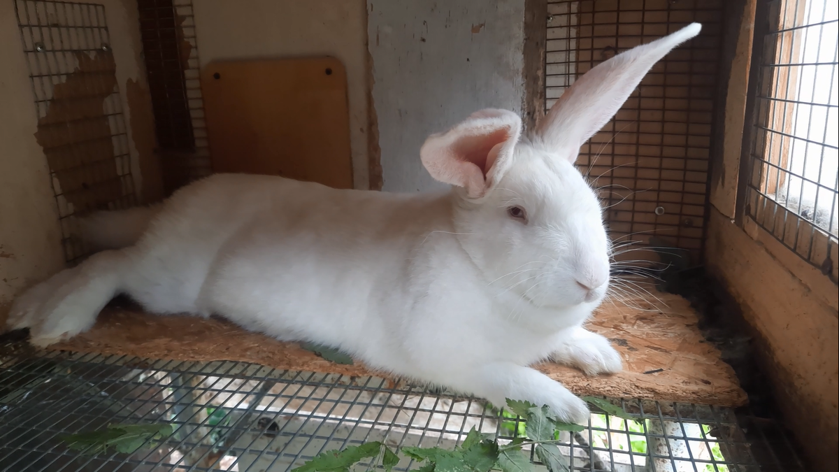 Самка породы Белый Паннон сегодня должна родить...