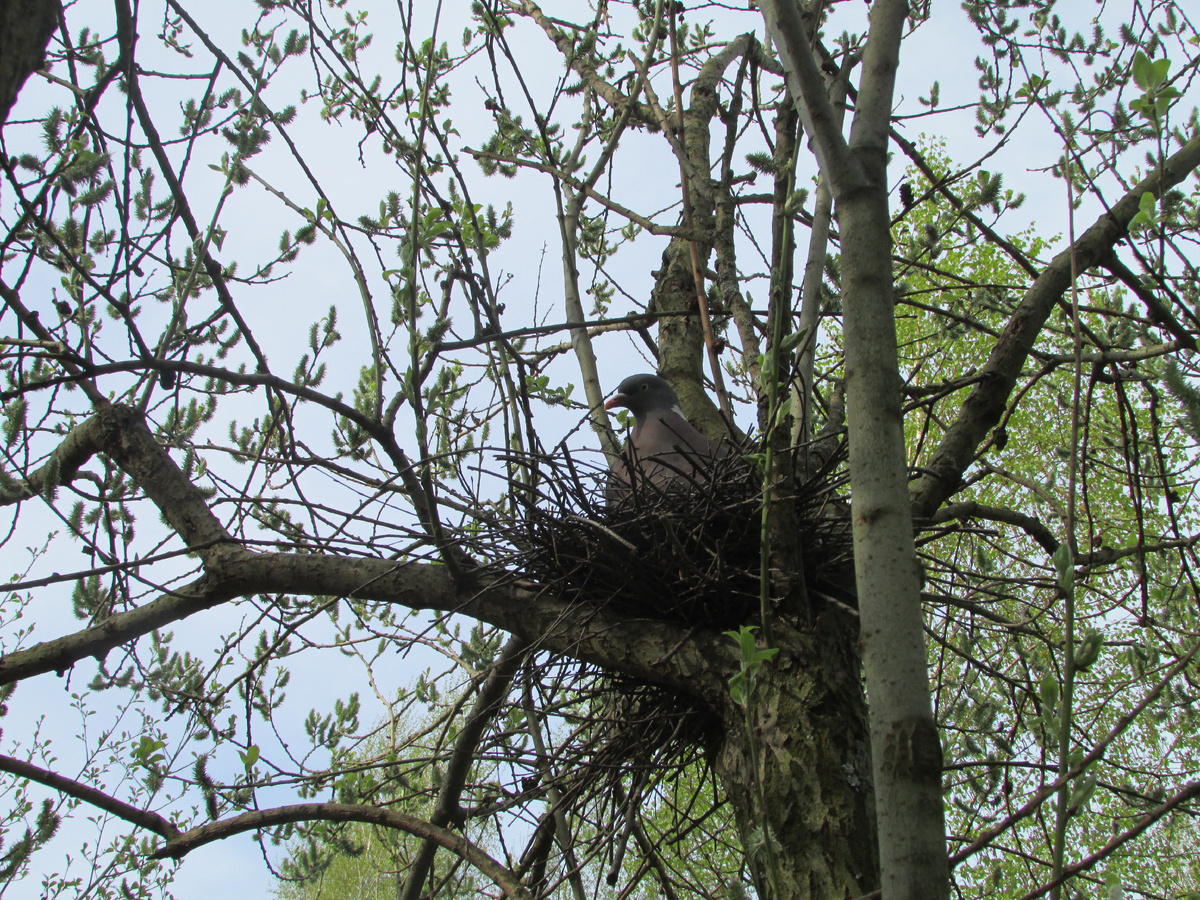 Гнездо на иве