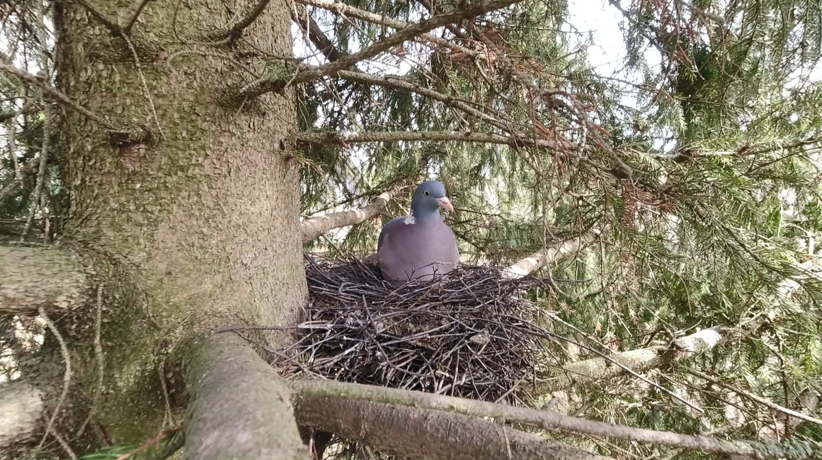 Многолетнее гнездо на ели