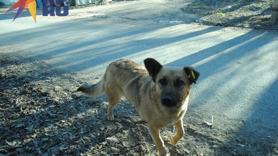 В Абдулино администрацию обязали выплатить компенсацию за нападение собаки на 5-летнюю девочку
