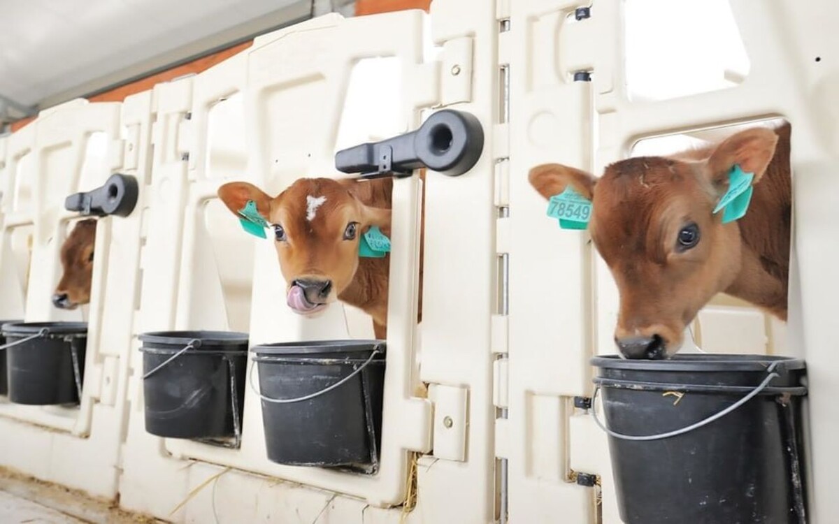    «Молвест» отправил в Казахстан 700 коров породы Джерси Фото – «Молвест»