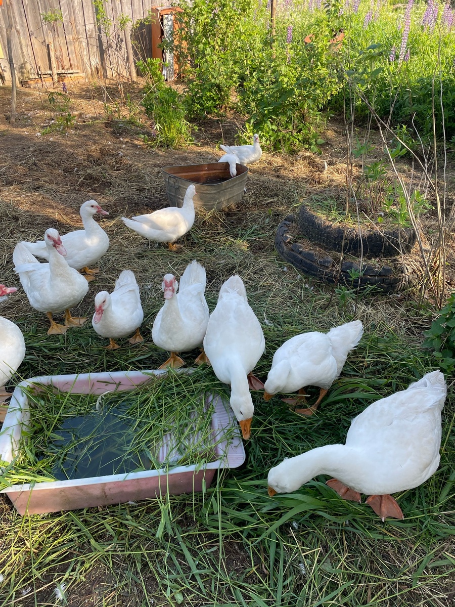 Мускусные утки и гуси на водопое.