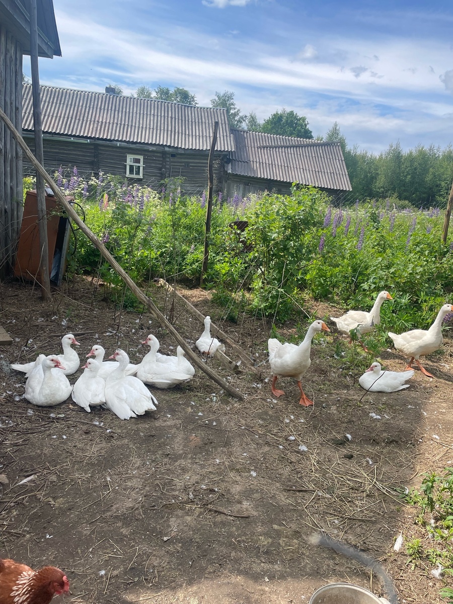 Индоутки, гуси и курочка в своём загоне.