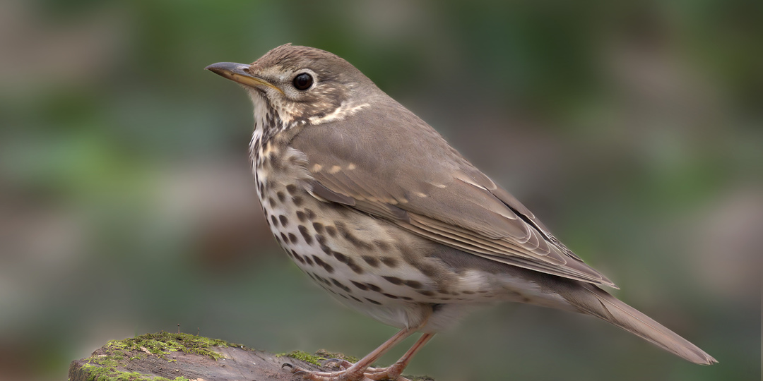 Не просто певец: 45 интересных фактов о дроздах, которые изменят ваше представление о птицах
