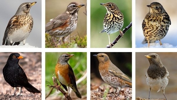 Разные виды дроздов.
