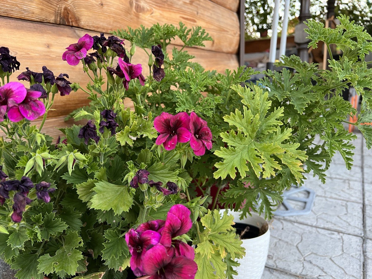 Пеларгония