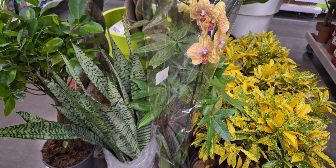 Лемана ПРО: Цитрусовый бум, много растений из Китая, в том числе орхидеи.