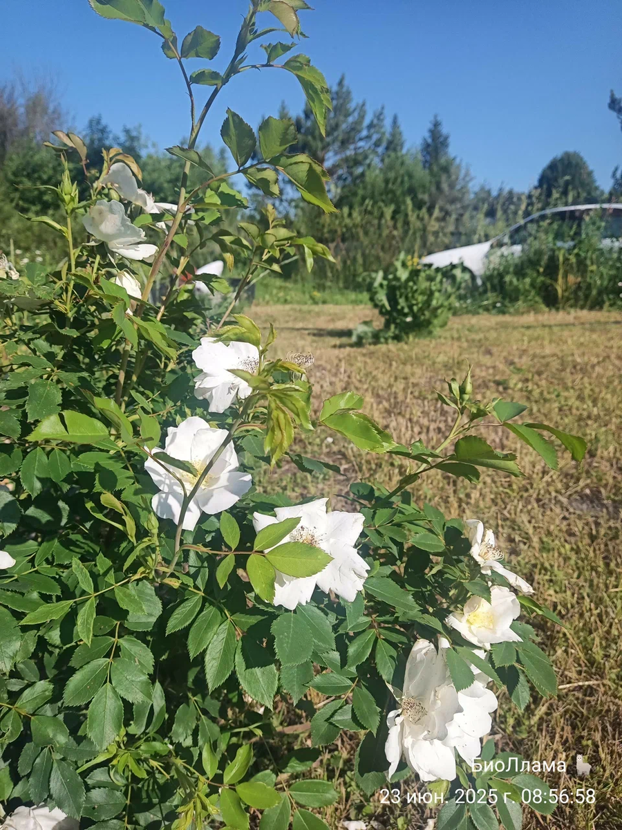 Морден сноу бьюти, красотка моя