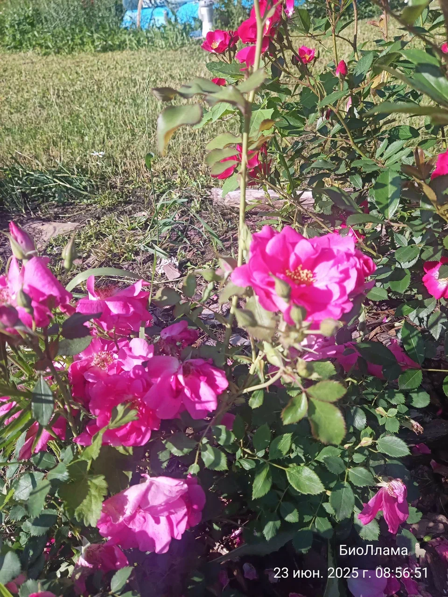 Фронтенак, канадка