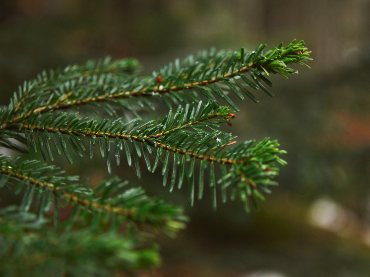     Источник: bublikhaus/FreePic