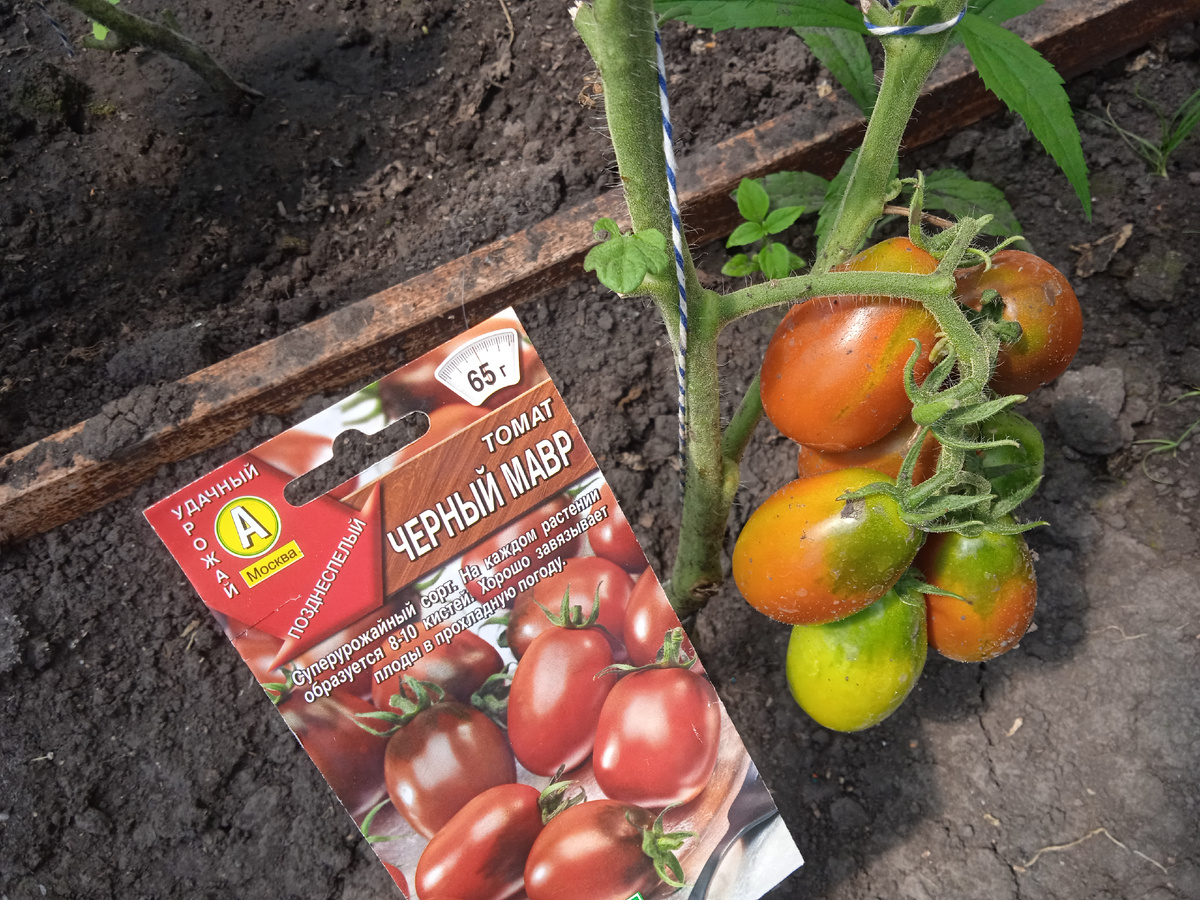 В Теплице растёт вот такая Вкусняшка  Помидор сорта ЧЕРНЫЙ МАВР!!!