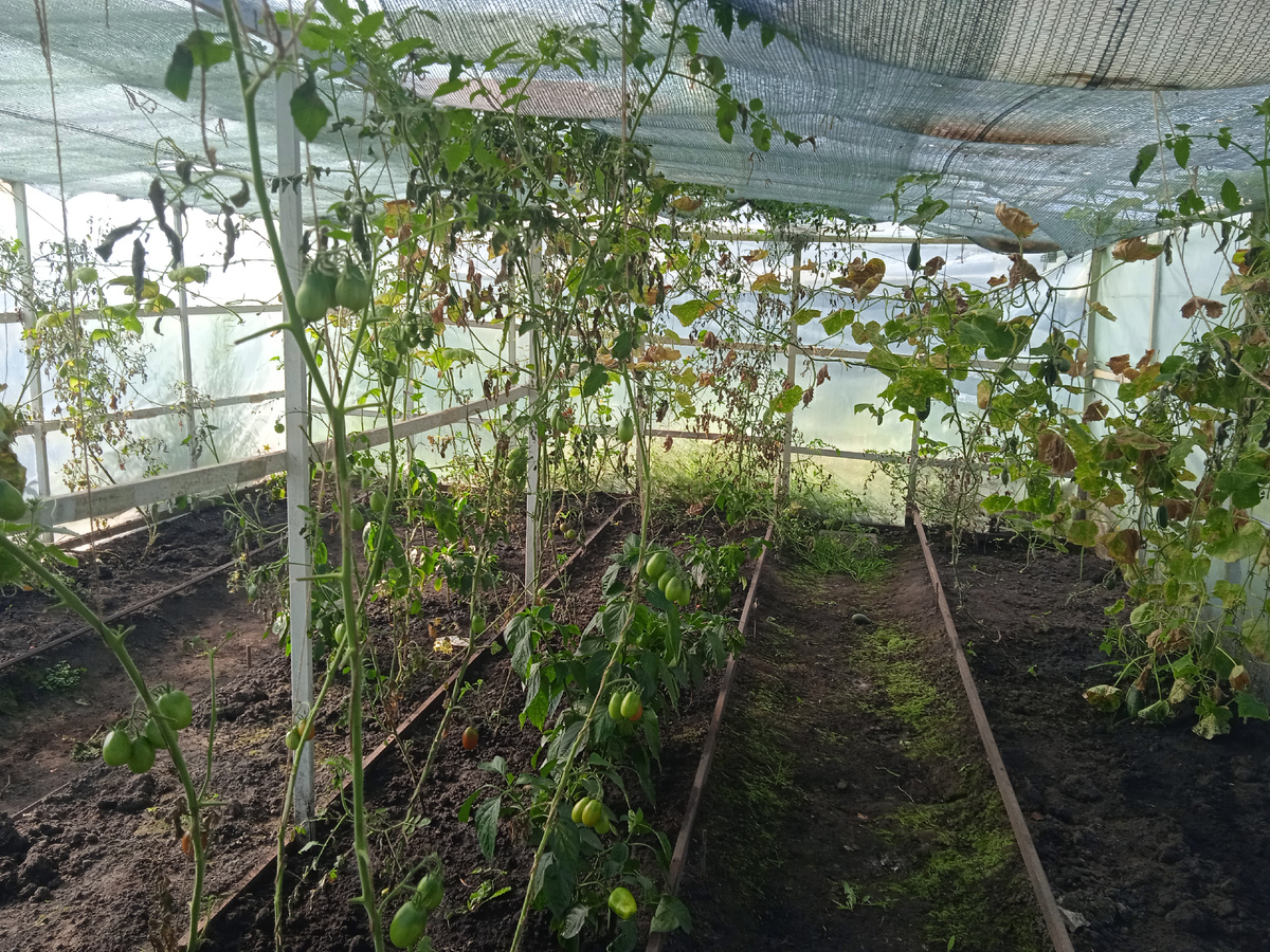 Мои Томатики сорта ЧЁРНЫЙ МАВР. Ещё зеленые. 