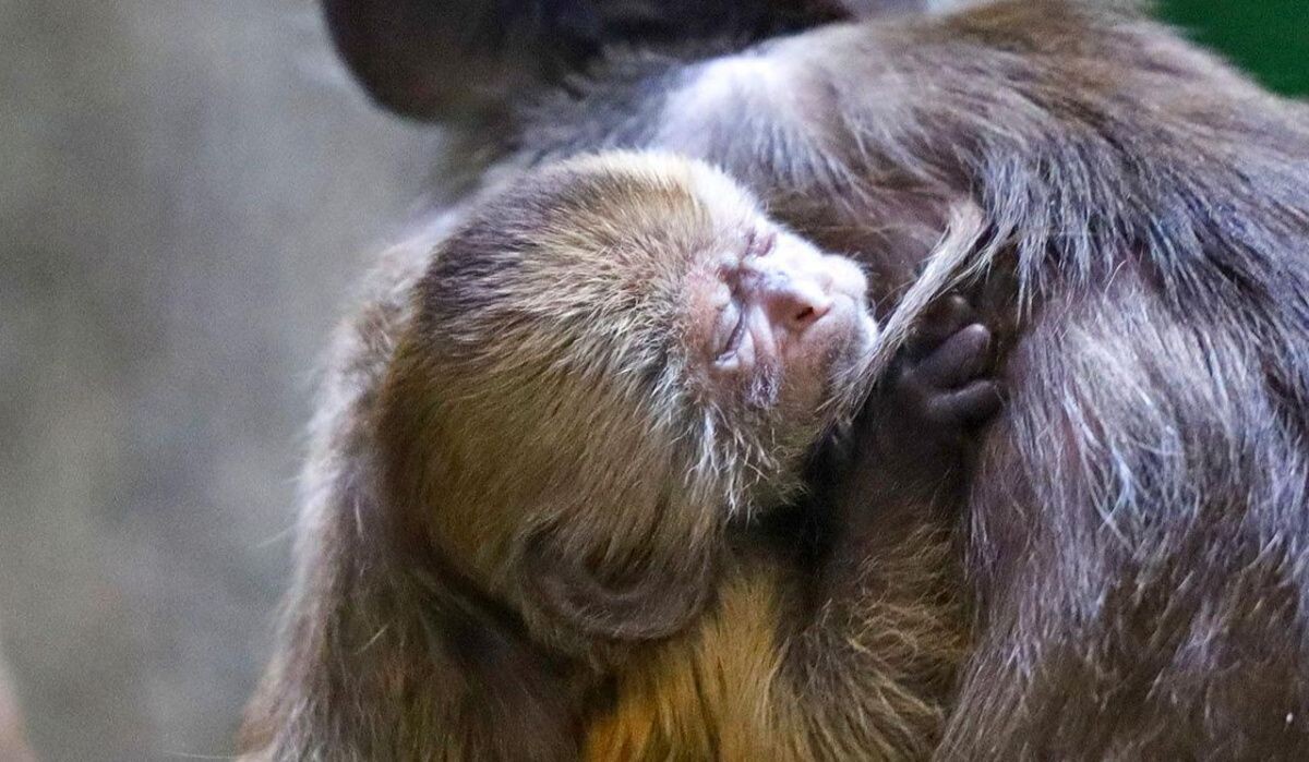     Детеныш капуцина. Источник: mos ru Автор фото: Пресс-служба Мэра и Правительства Москвы