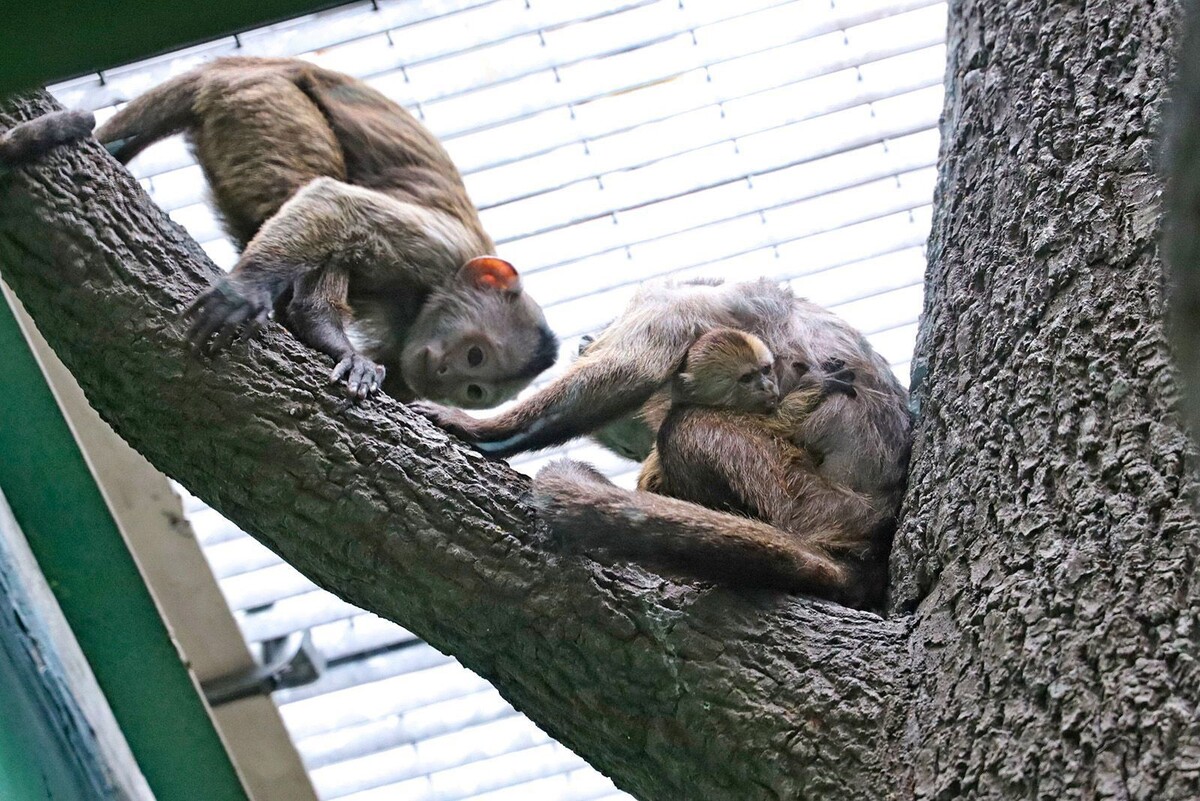    Столичные жители выбрали имя детенышу редкого капуцина-плаксы