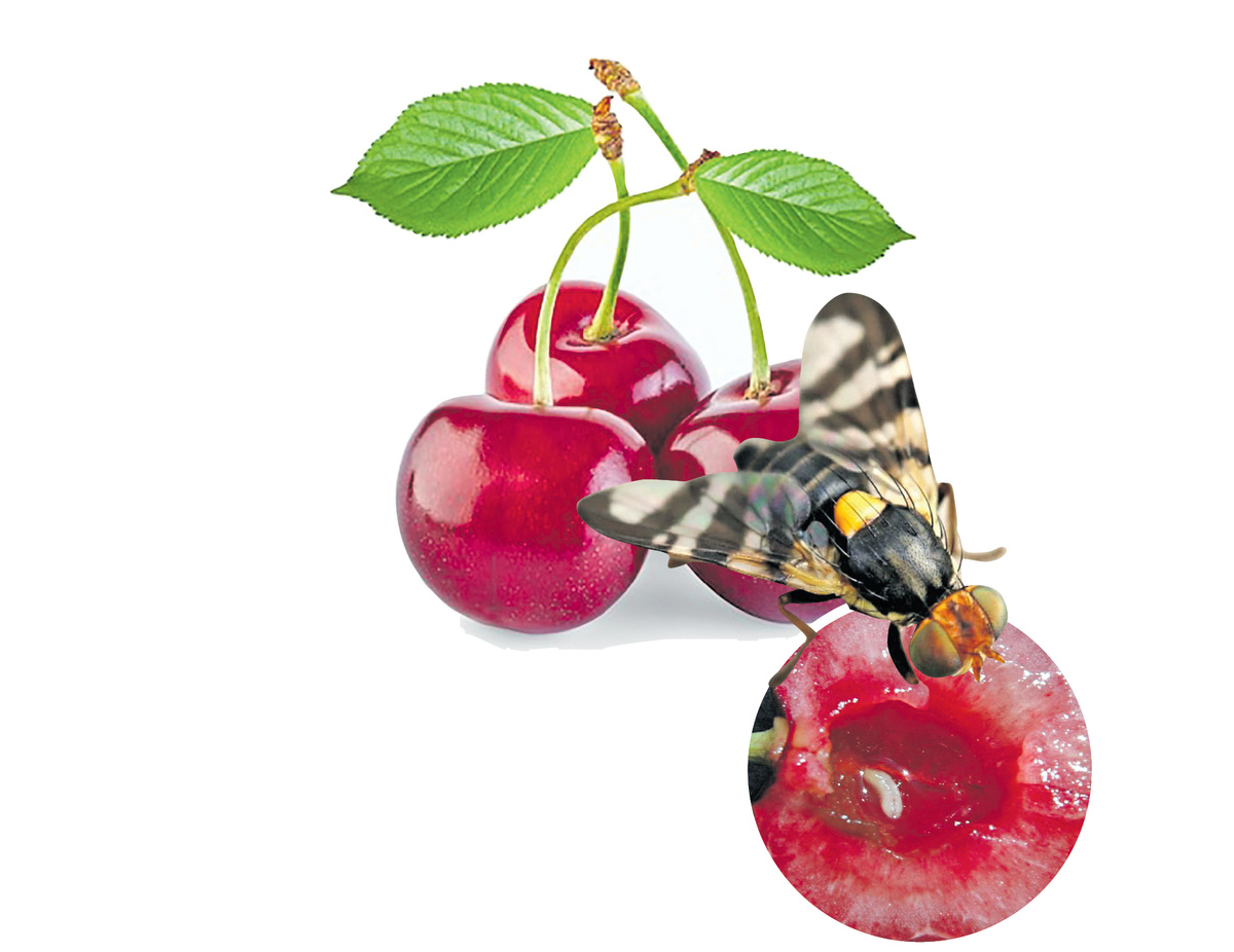 Вишнёвая муха и её личинки в ягодах. Фото: https://www.sb.by/articles/vishnevaya-napast.html#lg=1&slide=0