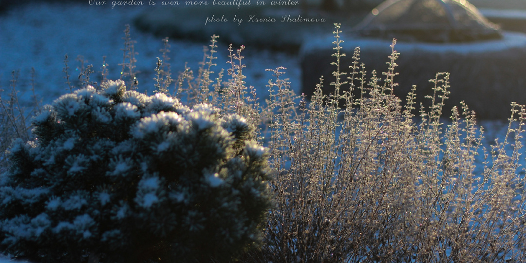 Почему не стоит обрезать многолетники на зиму: ценность зимней красоты и нюансы ухода.