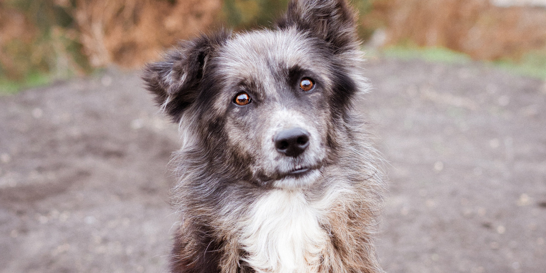 Метис бордер-колли в приюте, ищет дом