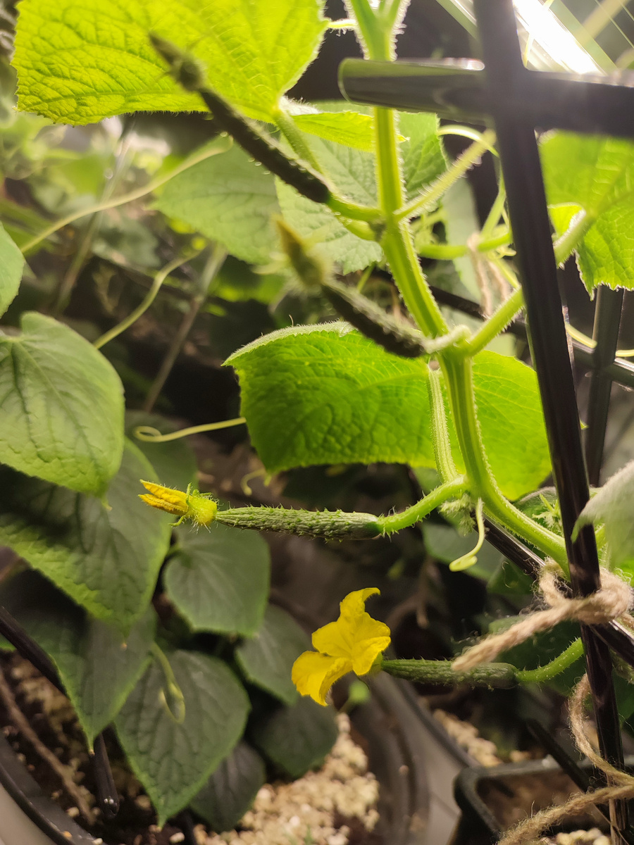 Штраус в цвету