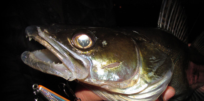 Взгляд из темноты: глаза судака светятся, как у кошки.