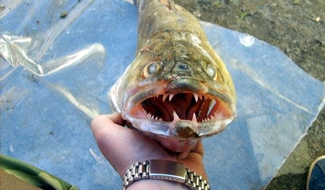 Те самые клыки, за которые его прозвали «вампиром».