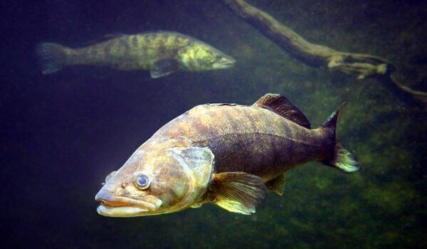 Топ-30 интересных фактов о судаке: от «вампирских» замашек до примерного отцовства