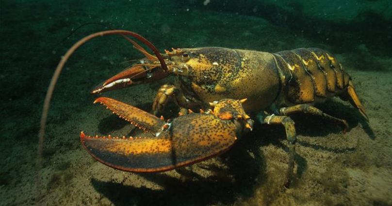 Из тюремной баланды — в королевское меню.