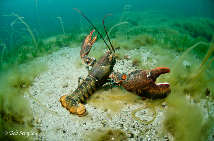 30+ интересных фактов об омарах: бессмертные монстры или деликатес?