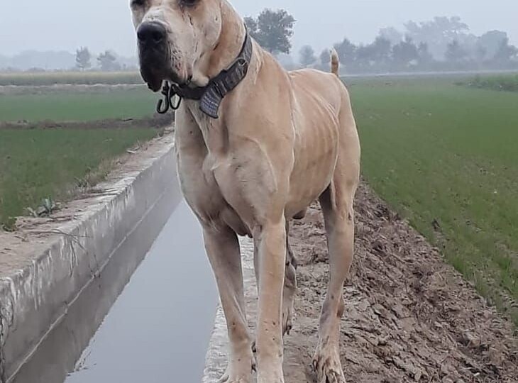 Топ самых редких пород собак в мире, по версии канала