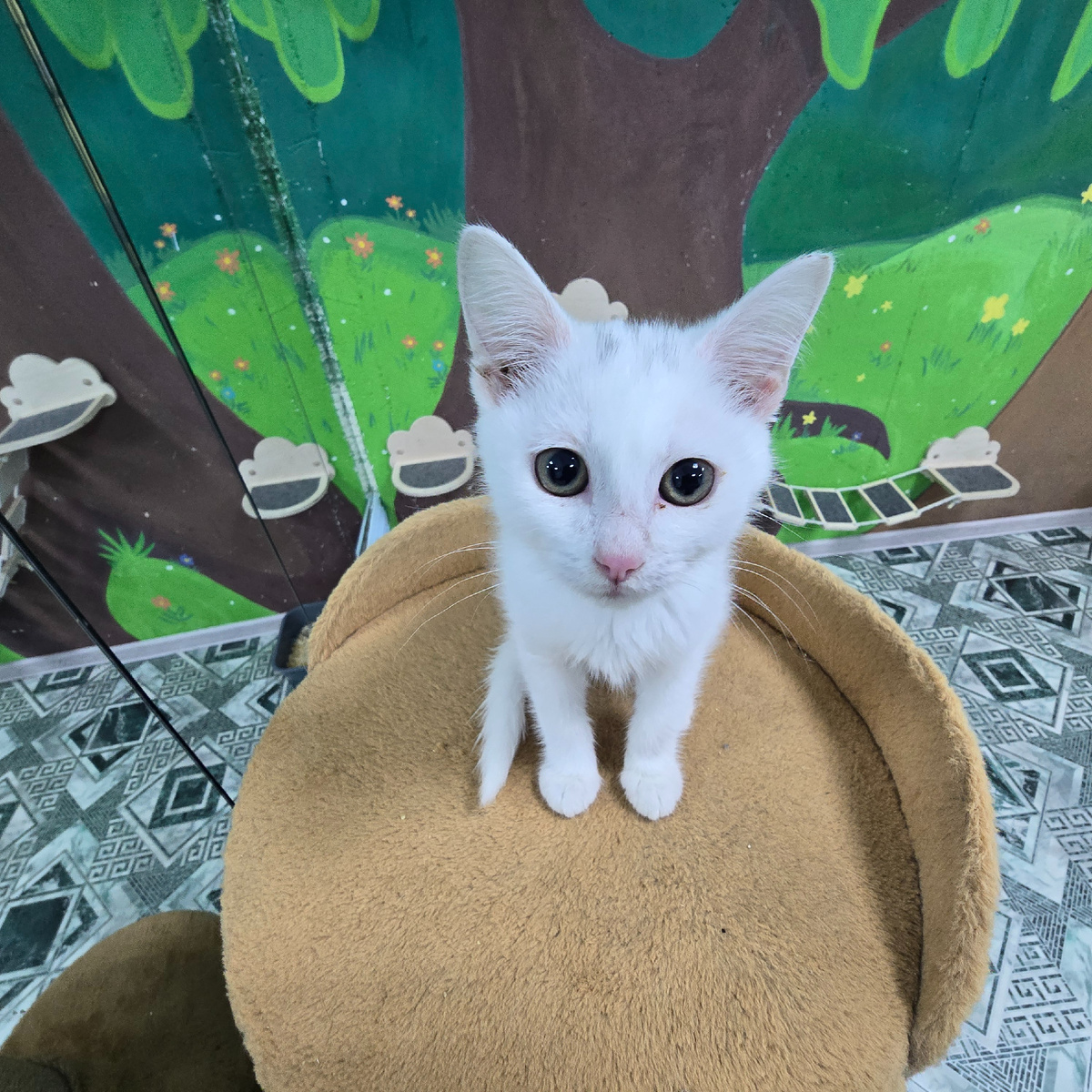 белоснежный ангел с большими любопытными глазами