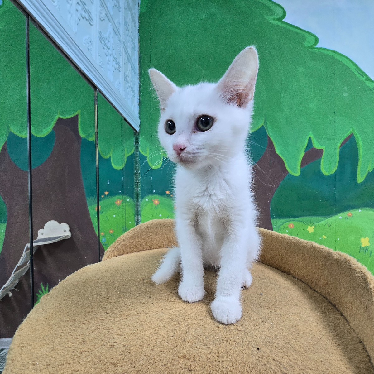 уверенный малыш демонстрирует свою королевскую осанку