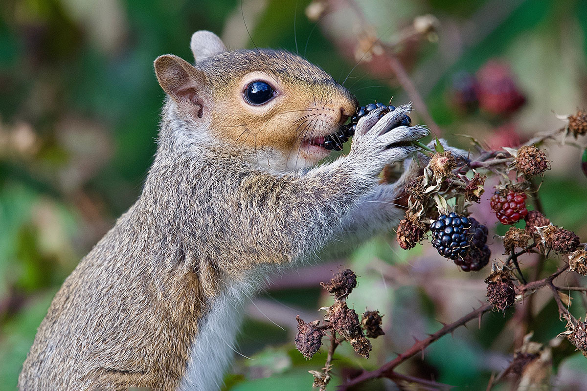 helen Reid / Shutterstock / FOTODOM📷Основу рациона белок составляет растительная пища, но в определенные периоды они переходят и на животную