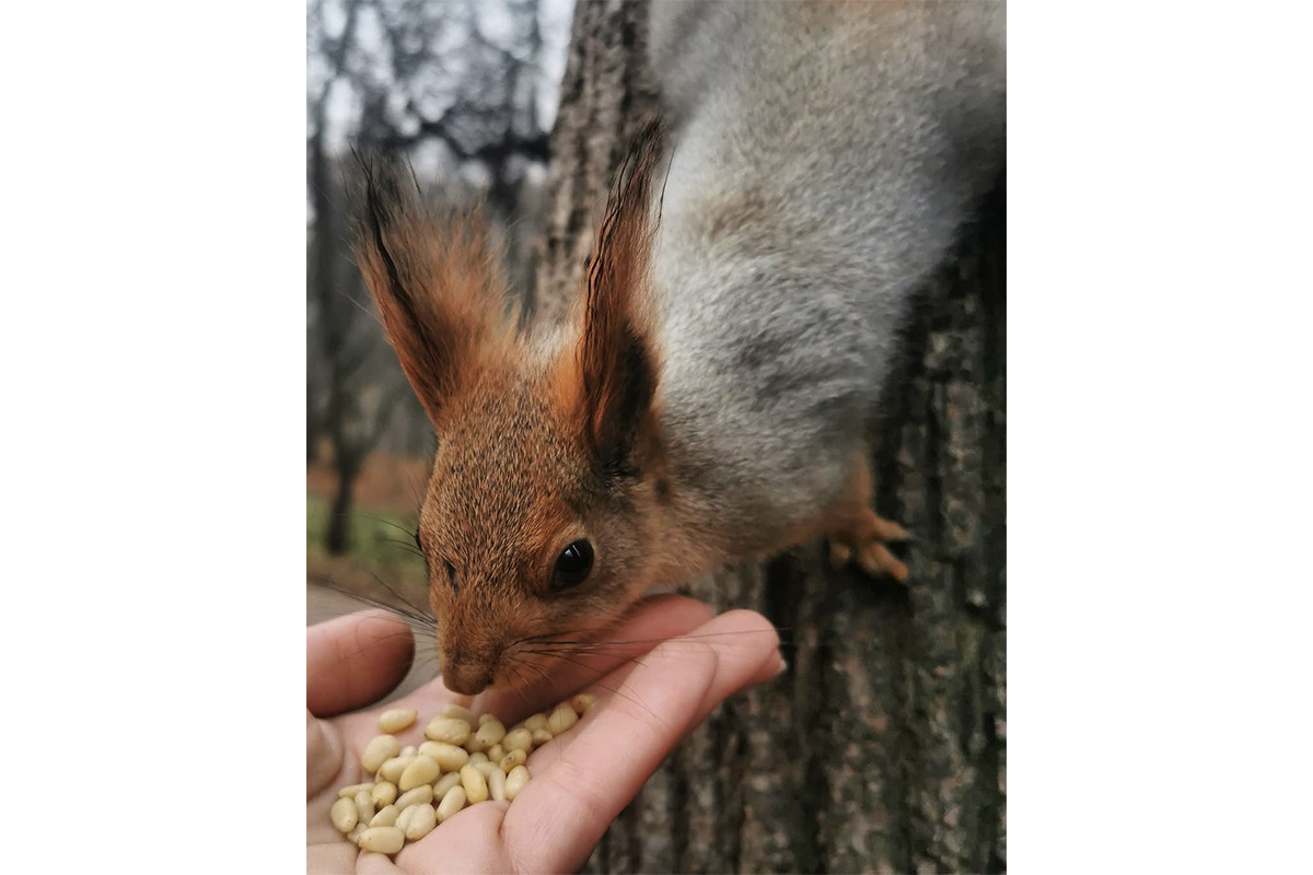 Ирина Рудевич📷Орехи можно давать в скорлупе или очищенными