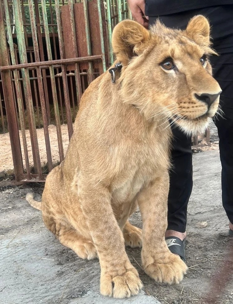    На турбазе, где живет лев сургутского дачника, обнаружены нарушения