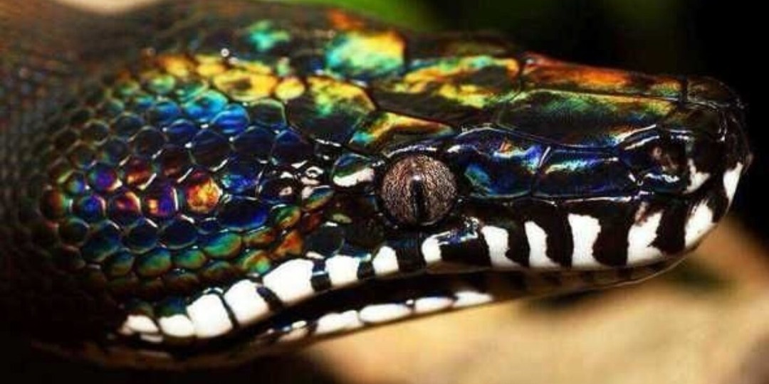 50+ интересных и познавательных фактов о питонах для тех, кто любит природу