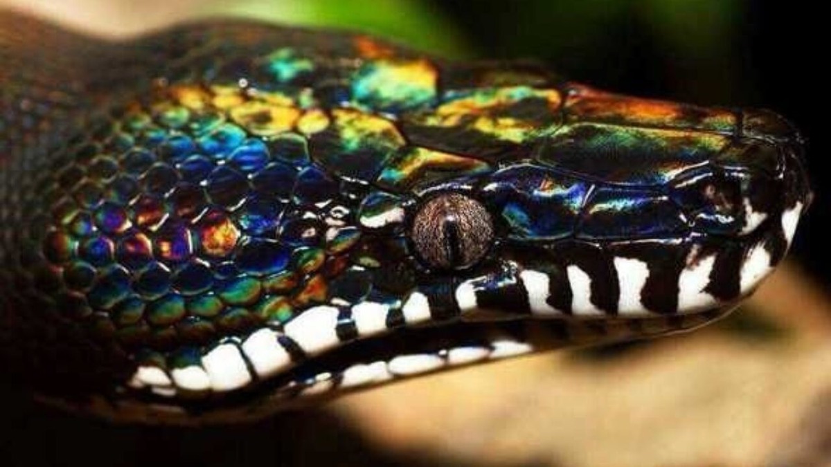 Взгляд, который видел миллионы лет эволюции.