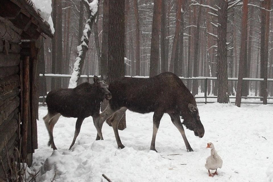    Браконьеров передали в руки полиции. Георгий КОПЫТИН