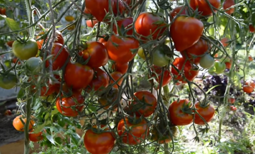 Лучший сорт томата с носиком: Удивительная урожайность и замечательный вкус