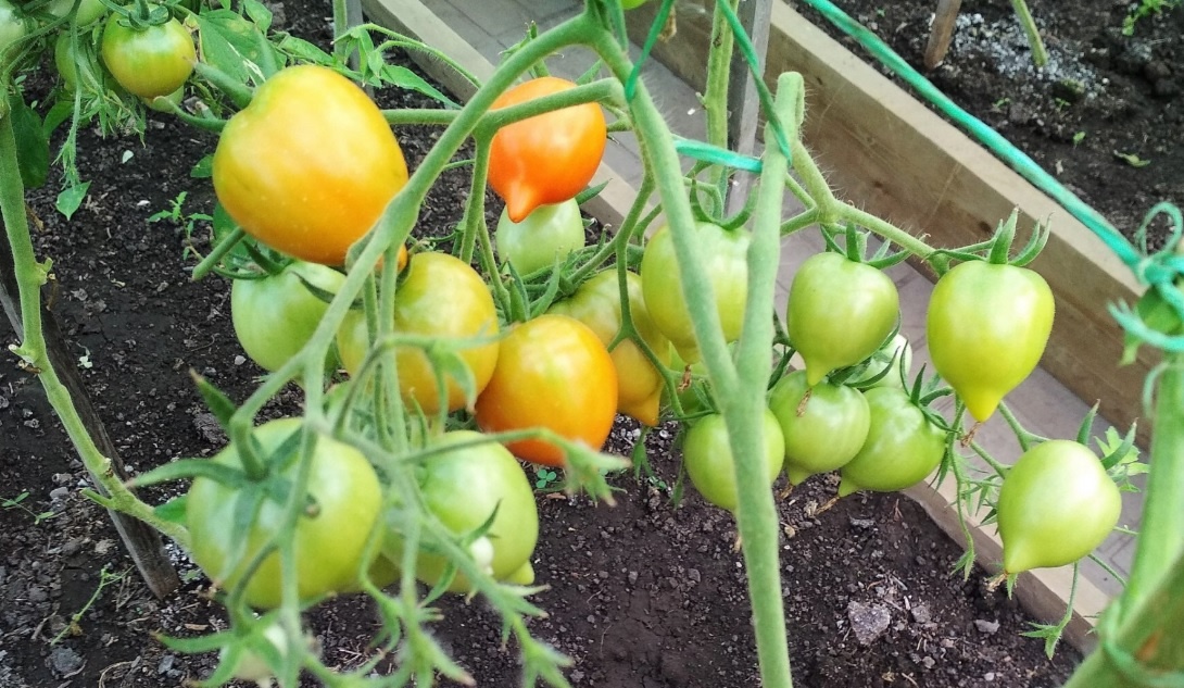 Лучший сорт томата с носиком: Удивительная урожайность и замечательный вкус.