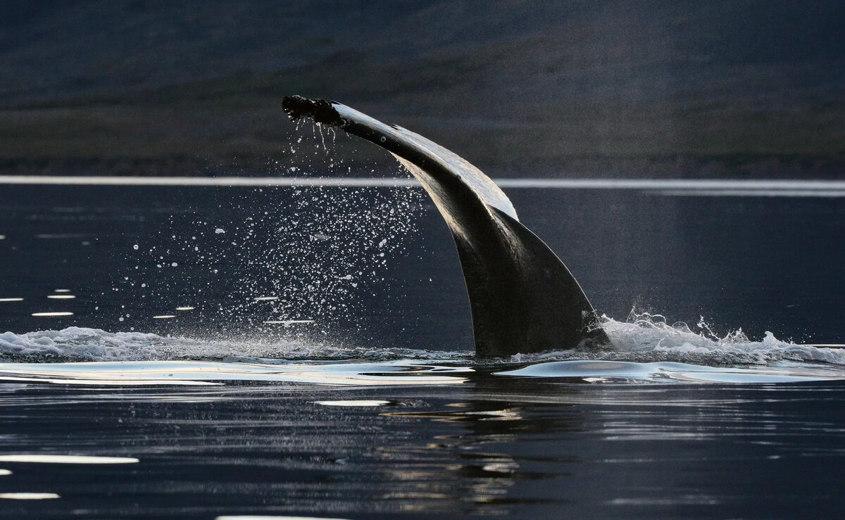 Серый кит в проливе Сенявина у острова Ыттыгран в Чукотском автономном округе | © РИА Новости / Вера Костамо